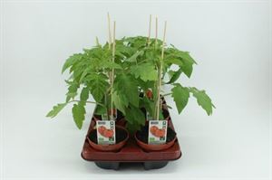 Afbeelding van Tomaat. Ronde tomaat (12cm pot) Bio